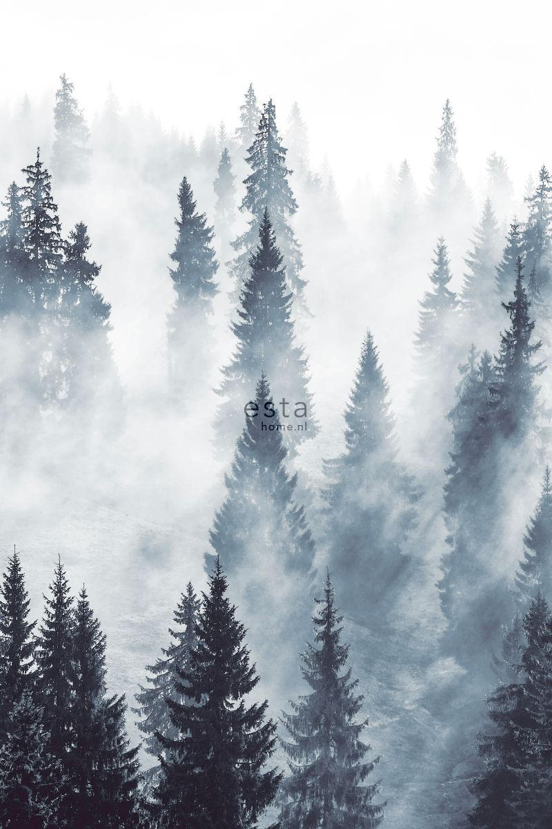 FOTOTAPETE nebliger Wald 186 x 279 cm - Grün, Papier (186/279cm) - ESTAhome