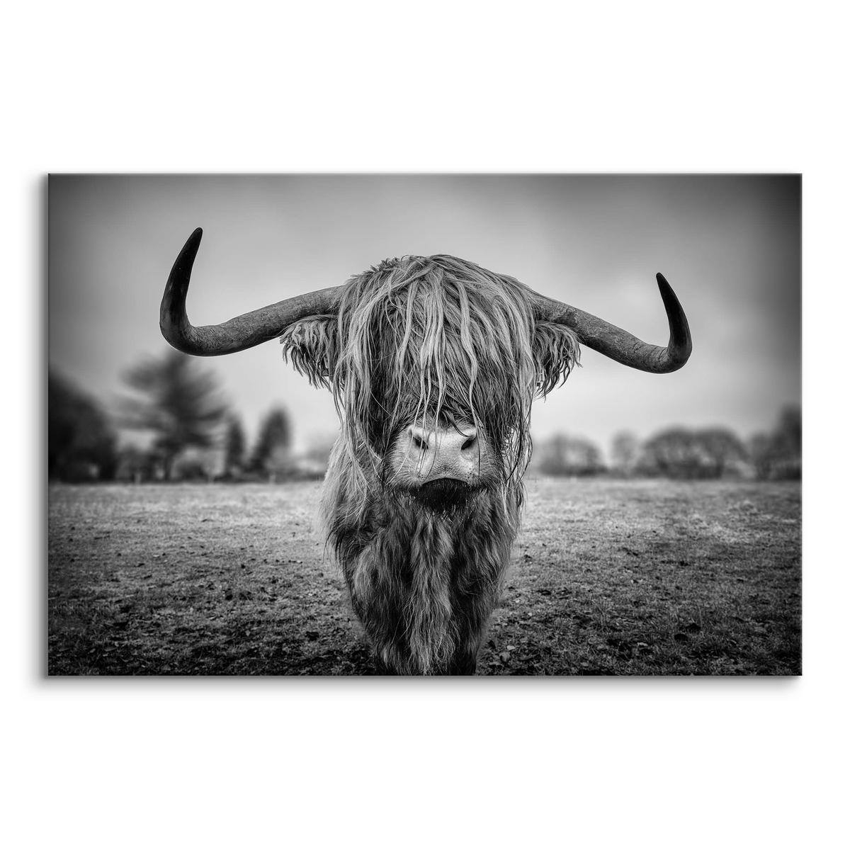 LEINWANDBILD Wilde Schottische Kuh Tier Natur 3D 40/30 cm - Schwarz/Weiß, Textil (40/30cm) - Muralo