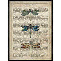 POSTER Drei Liba © Zellen. Schmetterlinge Blätter. A4 Rahmenlos - Klar, Papier (29.7/5/21cm) - Nacnic