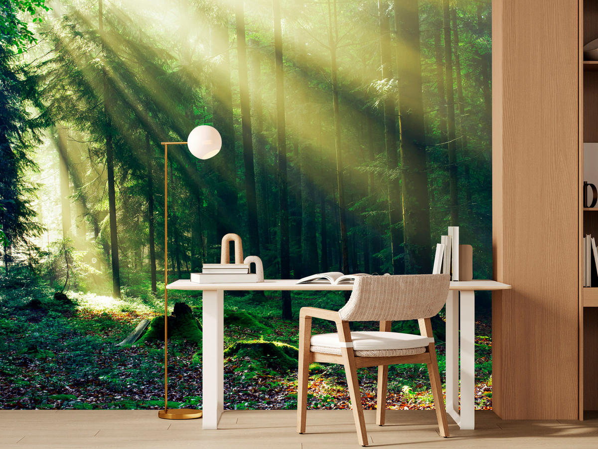 FOTOTAPETE für Schlafzimmer Sonnenaufgang Wald Bäume Moos 250x175 - Gelb/Braun, Papier (250/175cm) - Muralo