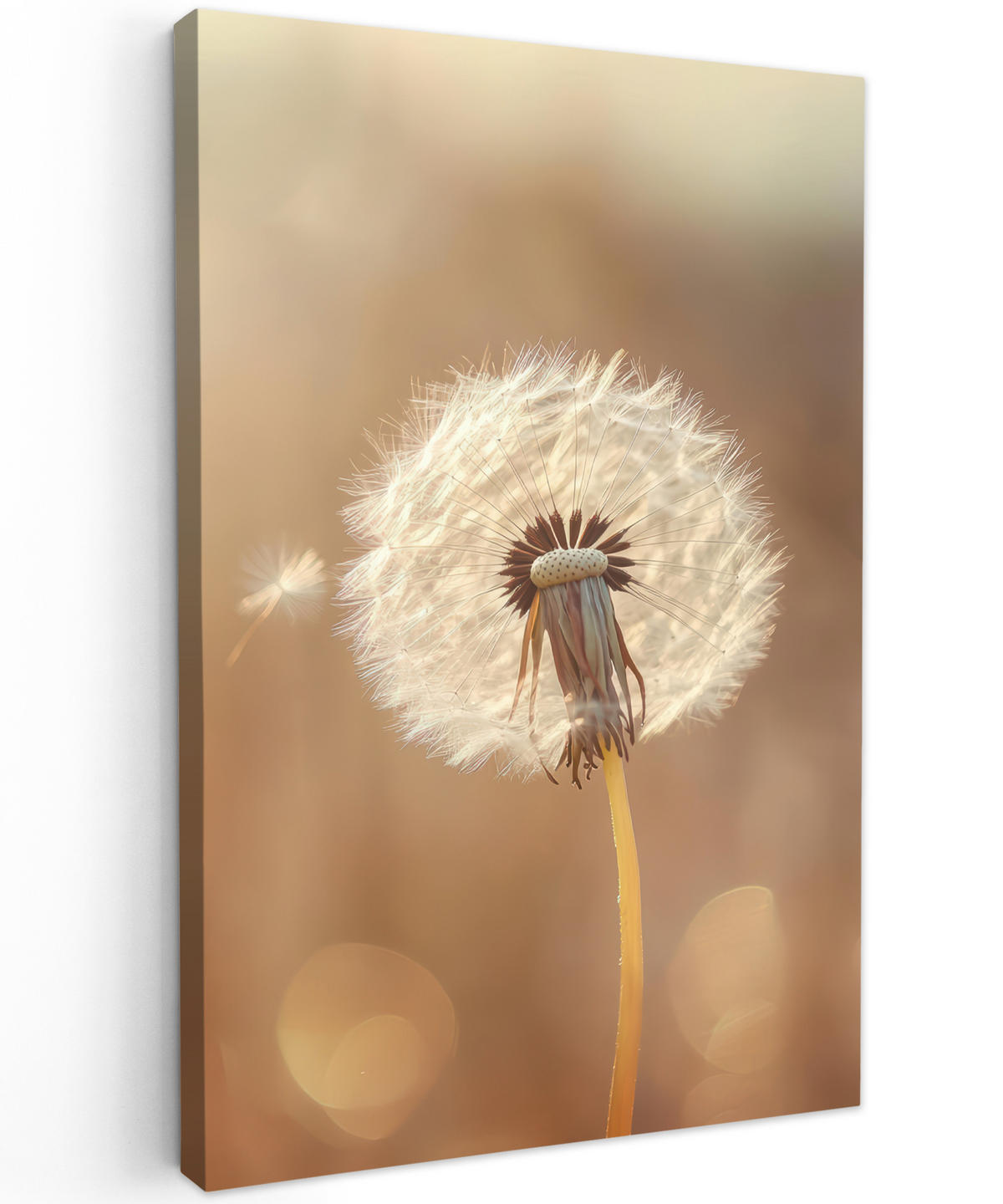 LEINWANDBILD Löwenzahn - Beige - Natur - Blume 90x140 cm - Hellbraun, Textil (90/140cm) - MuchoWow