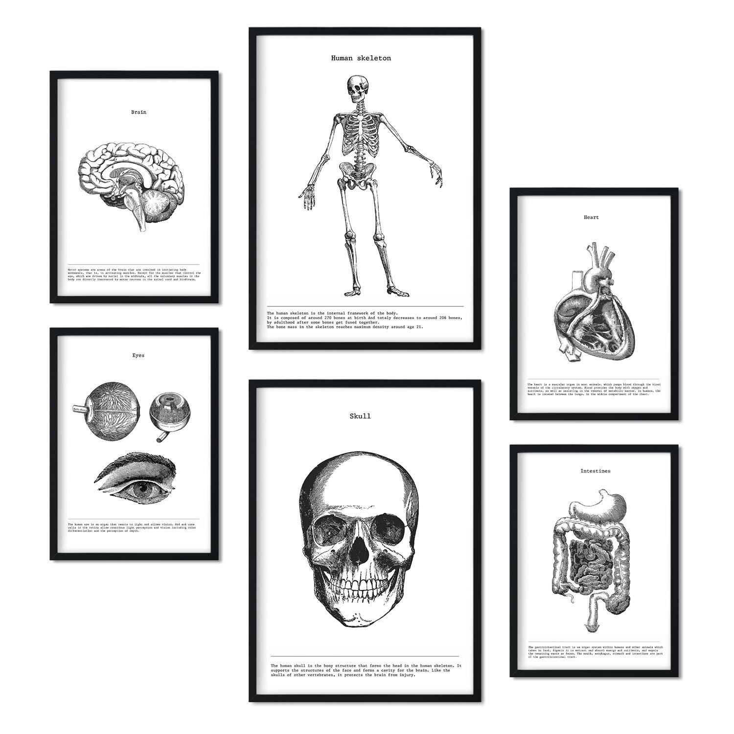 POSTER Set Mit 6 Organen Und Knochenplakaten Sammlung A3 & A4 Rahmenlos - Klar, Papier (29/3cm) - Nacnic