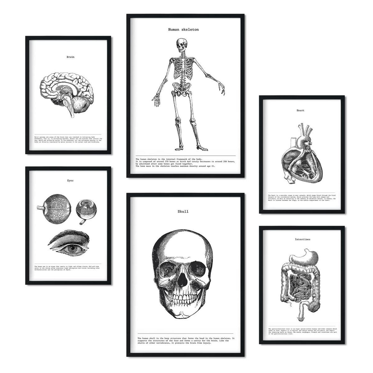 POSTER Set Mit 6 Organen Und Knochenplakaten Sammlung A3 & A4 Rahmenlos - Klar, Papier (29/3cm) - Nacnic