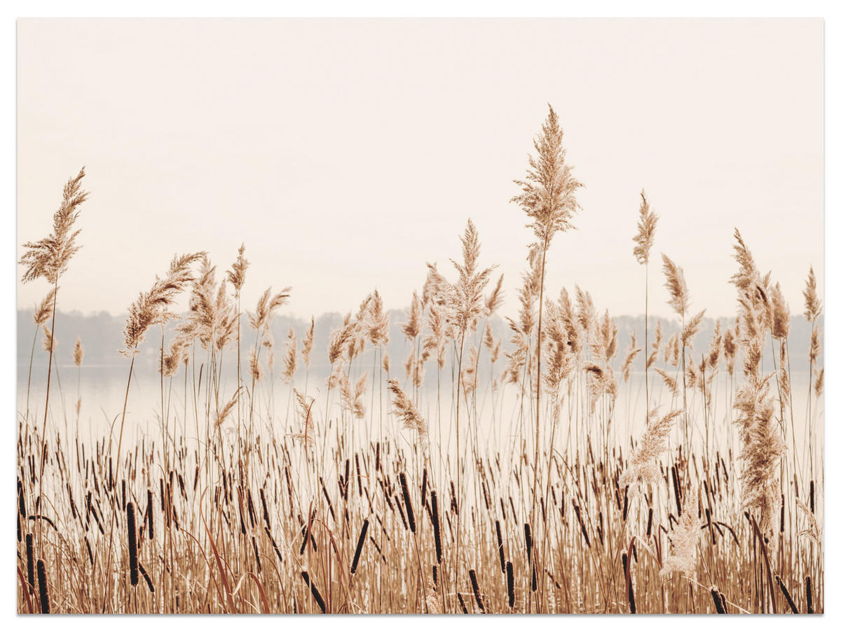 FOTOTAPETE für Wohnzimmer Pflanzen Natur 150x105 - Beige/Braun, Papier (150/105cm) - Muralo