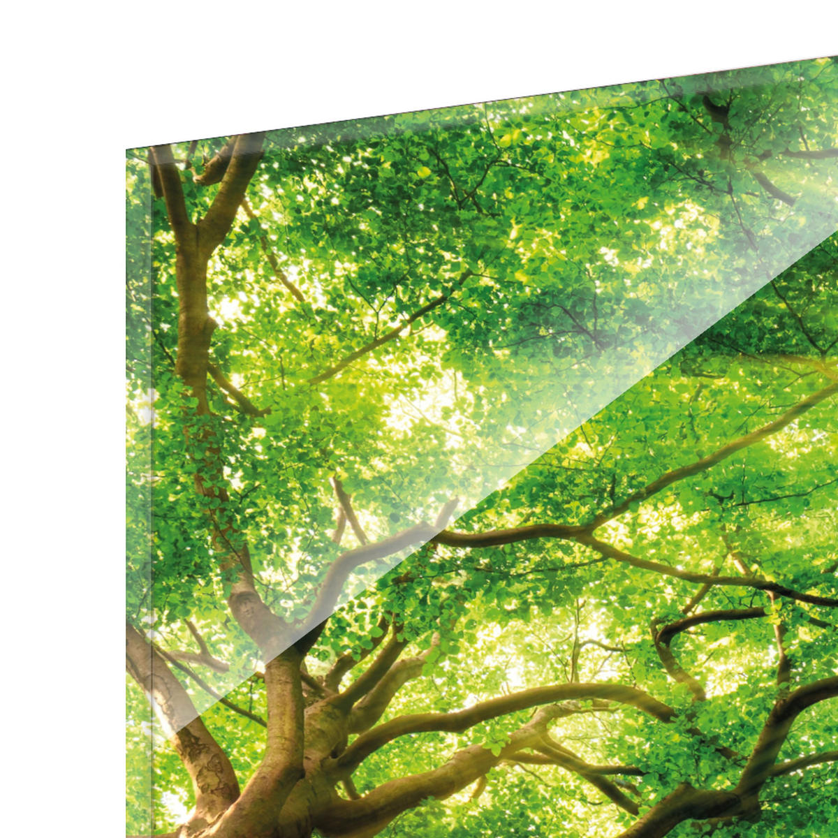 ARTISSIMO Glasbild mehrteilig 150x50cm Bild aus Glas 3-Teiler Wandbild Wald grün - Braun, Glas (150/50cm) - artissimo