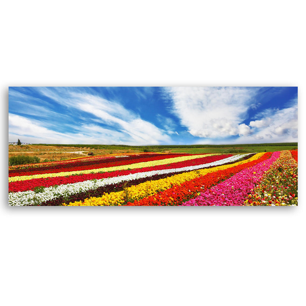 WANDBILD feld mit bunten tulpen - Multicolor, Textil (90/30cm) - Feeby