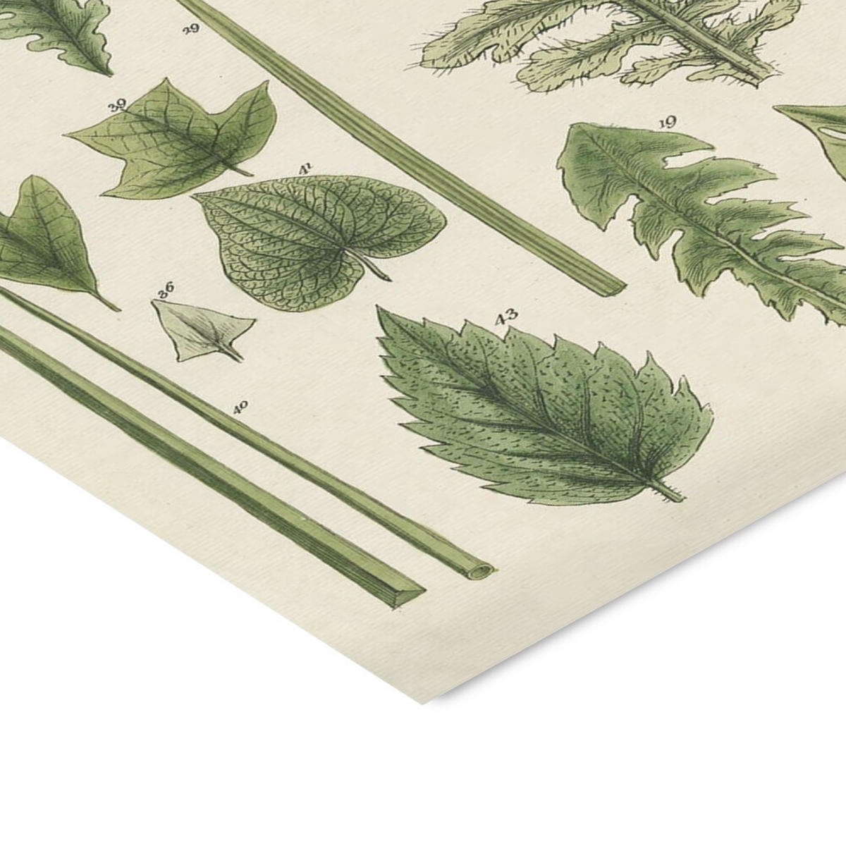 POSTER mit Rahmen Wild Apple - Assortment of Leaves II - Schwarz/Grün, Holz/Papier (30/40cm) - Poster&Frame