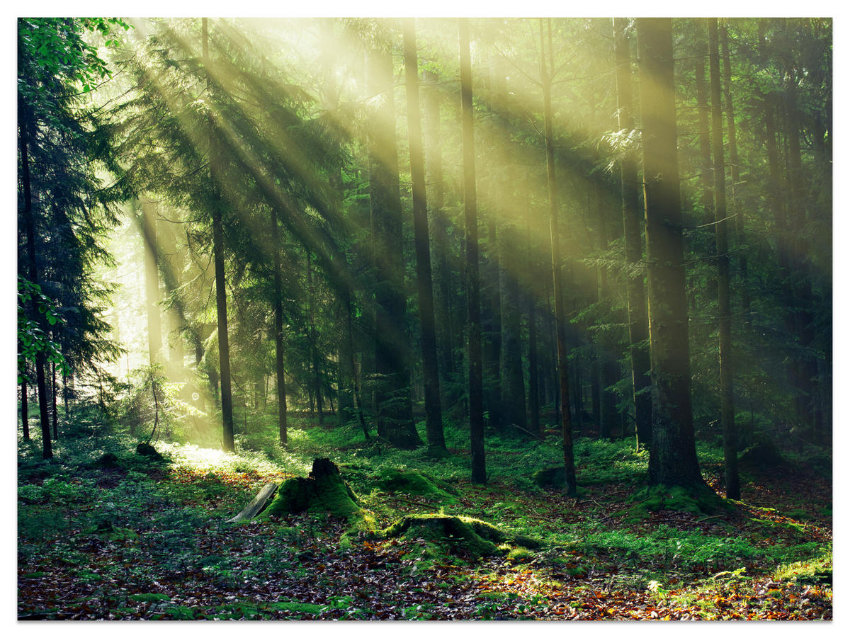FOTOTAPETE für Schlafzimmer Sonnenaufgang Wald Bäume Moos 250x175 - Gelb/Braun, Papier (250/175cm) - Muralo