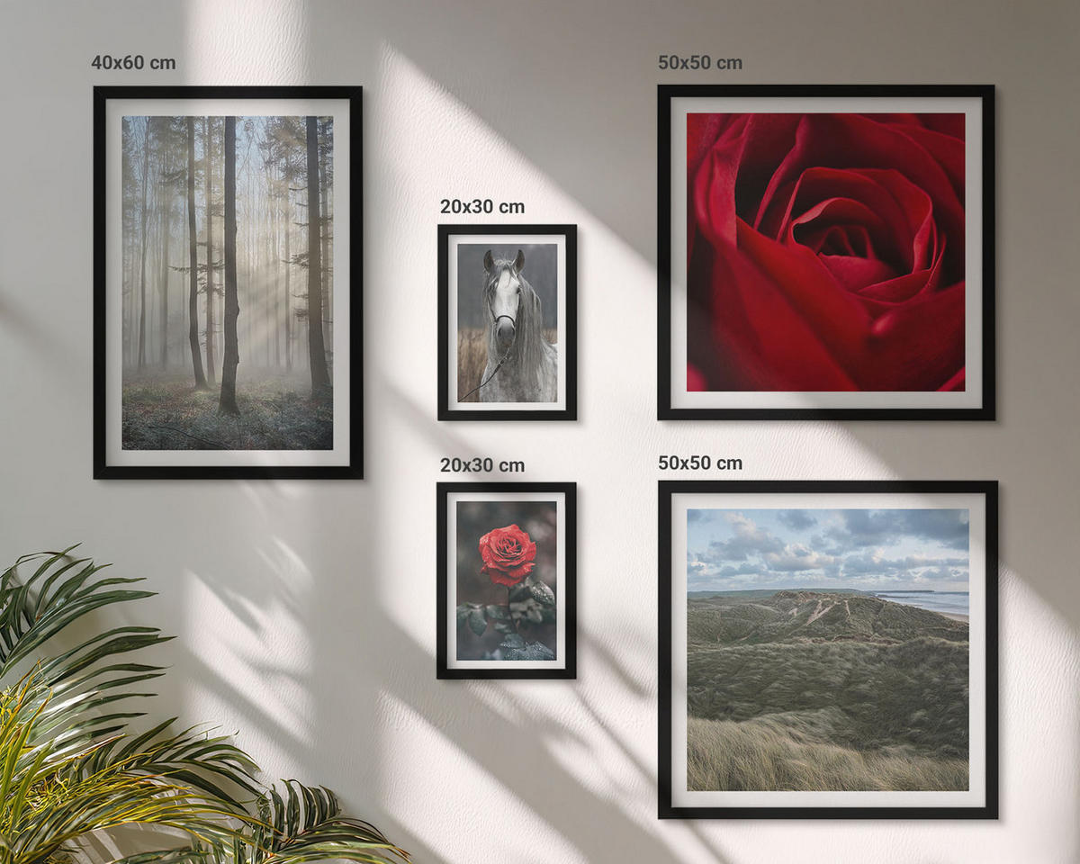 WANDBILDER 5er-Set - 50x50 cm & 20x30 cm & 40x60 cm Schwarzer Rahmen - Rote Rosen auf pferdegrauem Hintergrund - Schwarz, Kunststoff (40/60cm) - ArtPrintCave