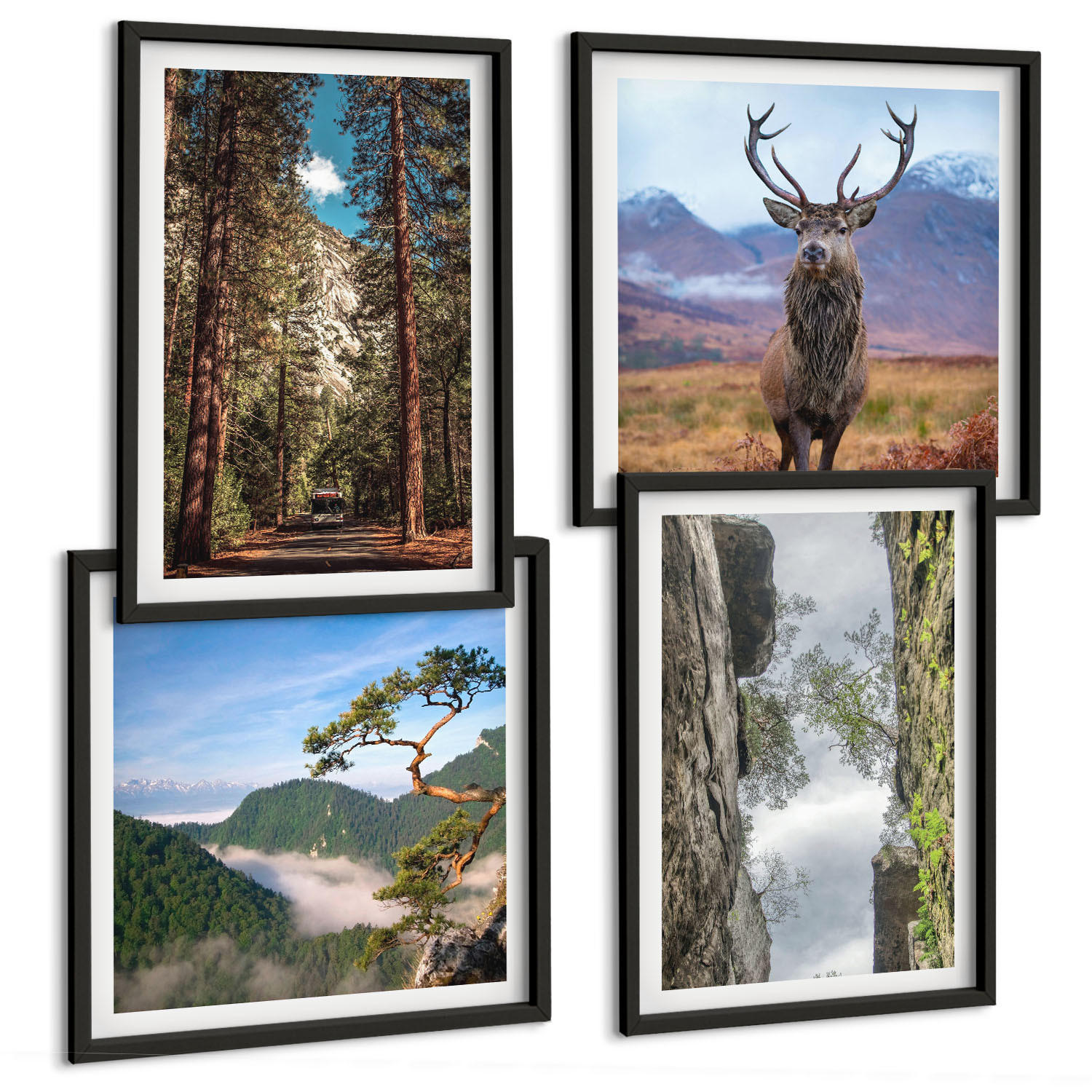 BILDER SET 4er Set - 50x50 cm & 40x60 cm Schwarzer Rahmen - Straße Wald Berge Hirsch Natur - Schwarz, Kunststoff (50/50cm) - TULUP