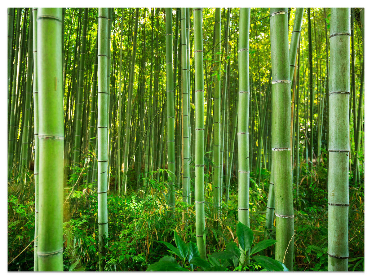 FOTOTAPETA Bambusový Les Rastliny Príroda 3D 150 x 105 cm - žltá/zelená, papier (150/105cm) - Muralo