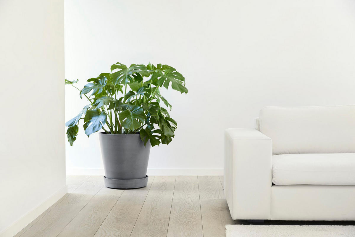 BLUMENTOPFUNTERSETZER mit Rädern 41,6/41,6/9 cm Grau - Grau, Kunststoff (41.6/9cm) - Ecopots