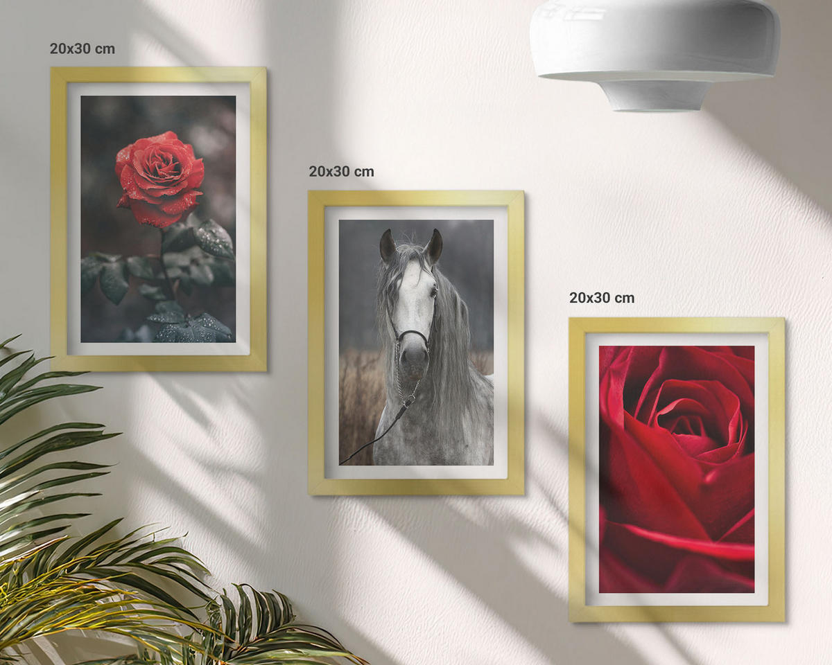 WANDBILDER 3er Set - 20x30 cm Goldrahmen - Rote Rosen, Pferdegrau, Welt - Goldfarben, Kunststoff (20/30cm) - ArtPrintCave