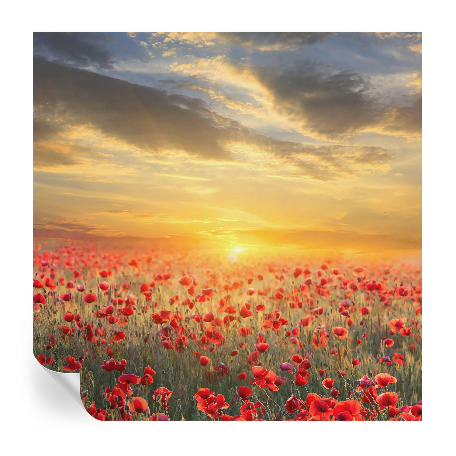 Wallfluent Fototapete Rot 250x250 cm