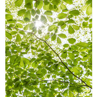 FOTOTAPETE Wald 250 x 280 cm - Grün, Papier (250/280cm) - Sanders & Sanders