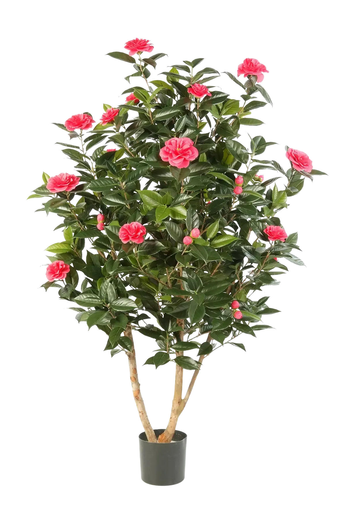 KUNSTBAUM Künstliche japanische Kamelie - Phileas 150 cm - Pink, Kunststoff (150cm) - aplanta