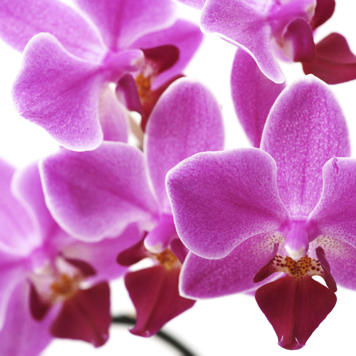 FOTO-PARAVENT Weiß, Altrosa - Altrosa/Weiß, Holz (120/180/2cm) - MCW