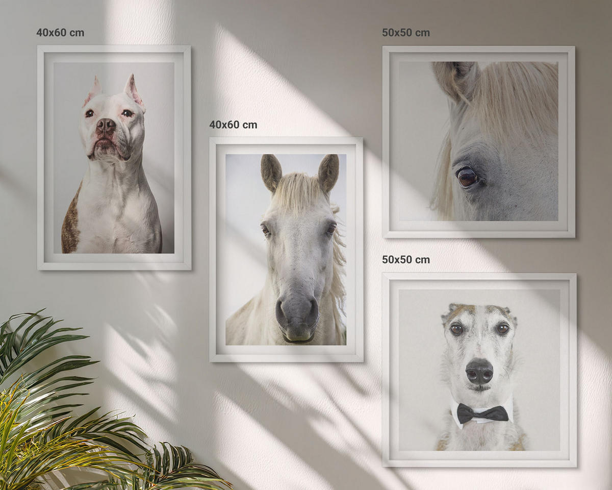 WANDBILDER 4er-Set - 50x50 cm & 40x60 cm Weißer Rahmen - Elegante Porträts von Hunden und Pferden - Weiß, Kunststoff (50/50cm) - ArtPrintCave