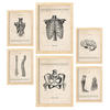 POSTER Set Mit 6 Körperanatomie Größe A3 & A4 Rahmen aus hellem Holz - Beige, Papier (29.7/1cm) - Nacnic