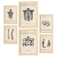 POSTER Set Mit 6 Körperanatomie Größe A3 & A4 Rahmen aus hellem Holz - Beige, Papier (29.7/1cm) - Nacnic