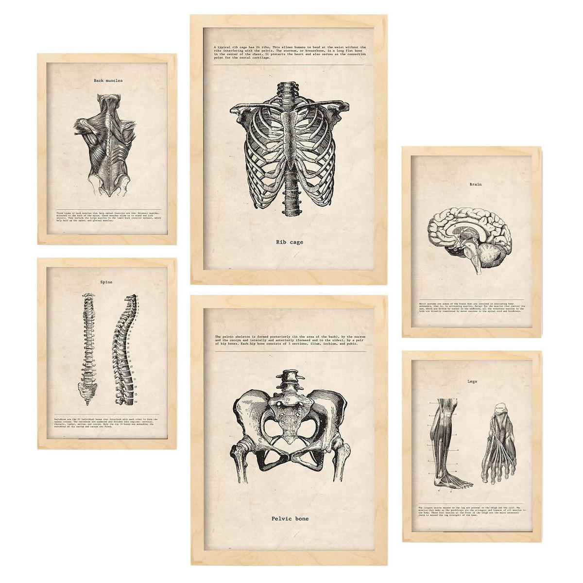 POSTER Set Mit 6 Körperanatomie Größe A3 & A4 Rahmen aus hellem Holz - Beige, Papier (29.7/1cm) - Nacnic