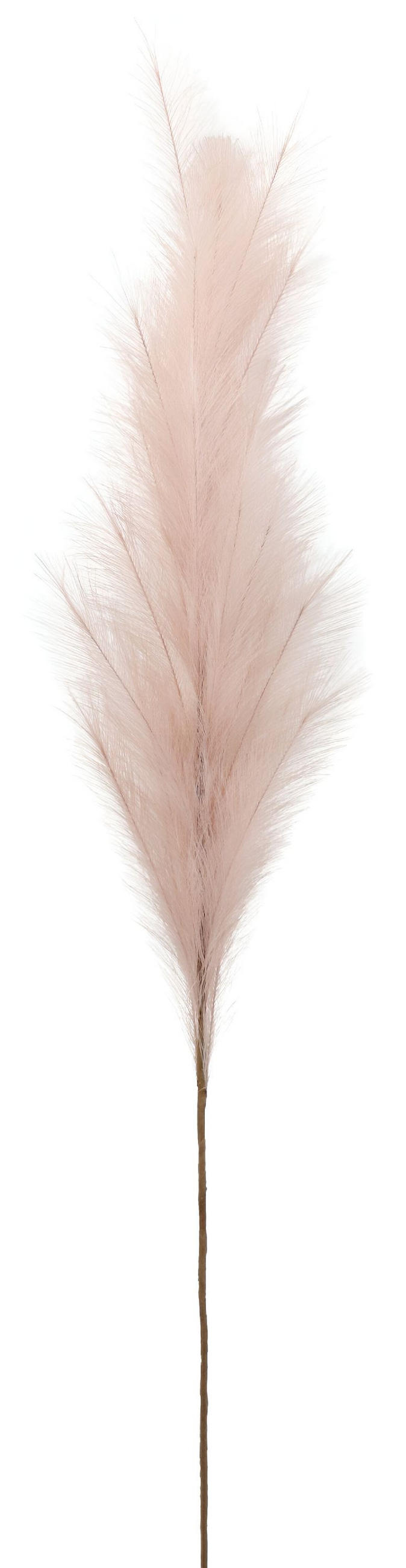 ZIERFEDER Lavendel 170 cm - Rosa, Textil (0.01/170/0.01cm) - FURNARO