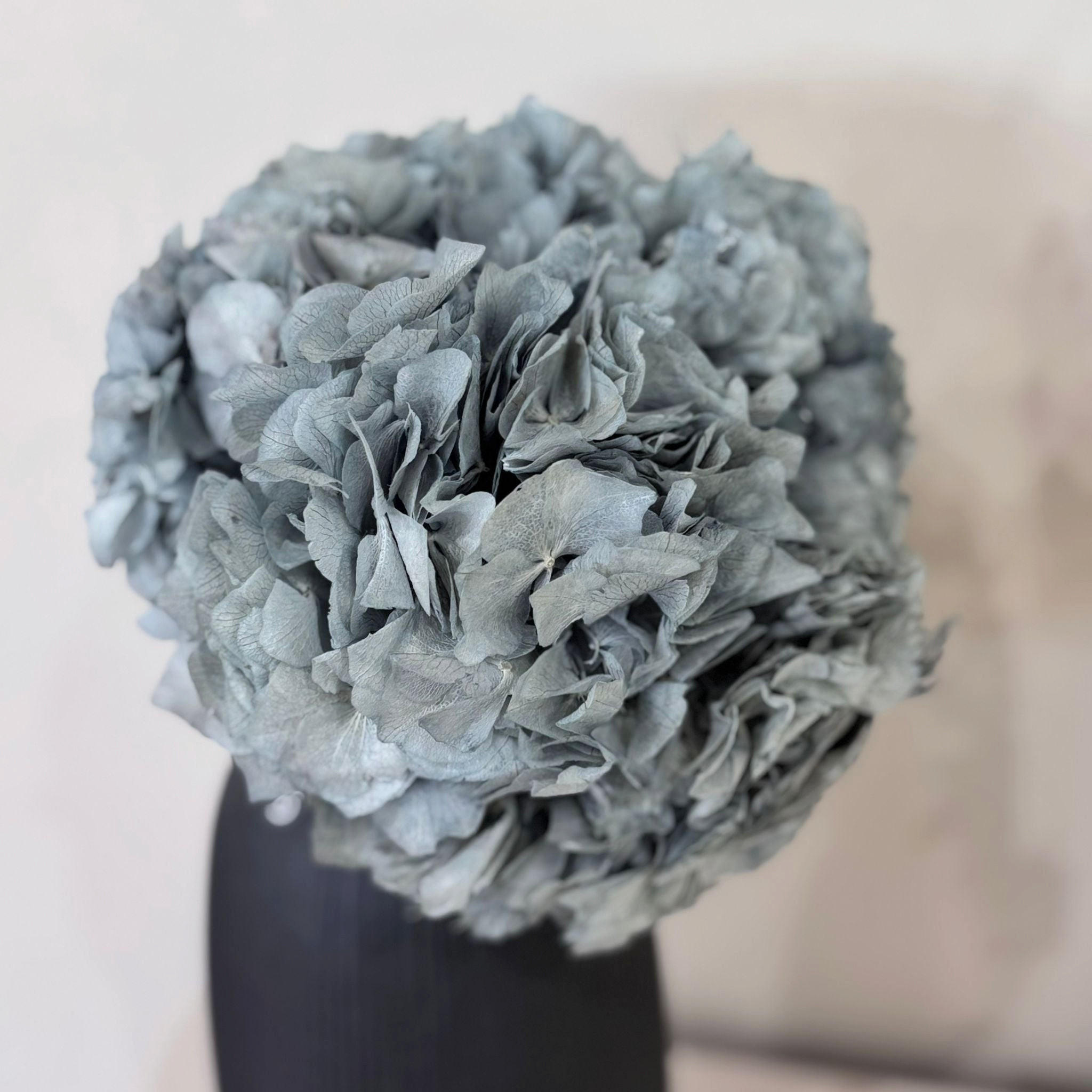 HORTENSIE: Zeitlose Schönheit, konservierte Hortensien als perfekte Dekoration - hellblau / 30 cm - Hellblau, Naturmaterialien (30cm) - Lykke & You