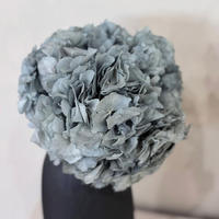 HORTENSIE: Zeitlose Schönheit, konservierte Hortensien als perfekte Dekoration - hellblau / 30 cm - Hellblau, Naturmaterialien (30cm) - Lykke & You