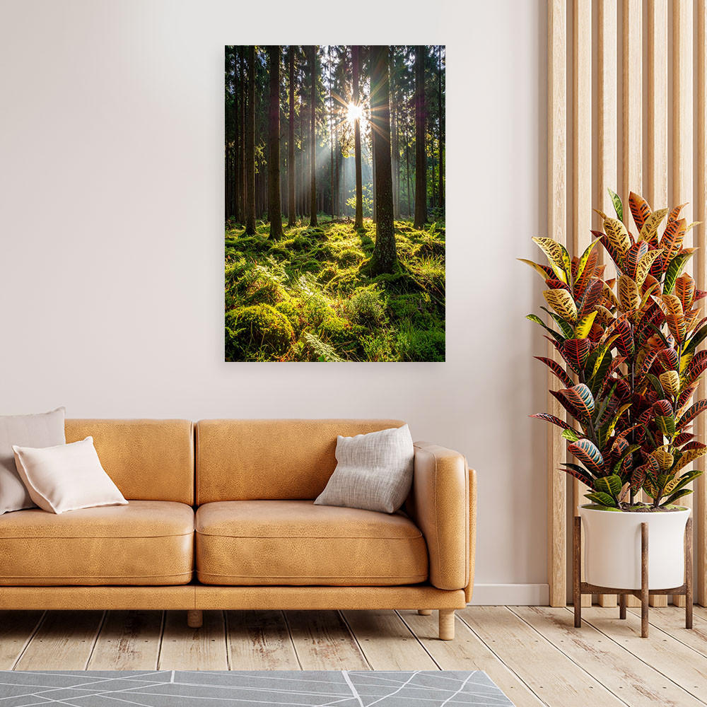 LEINWANDBILD Wald Bäume Sonnenaufgang 40x60cm - Grün, Textil (40/60cm) - Feeby