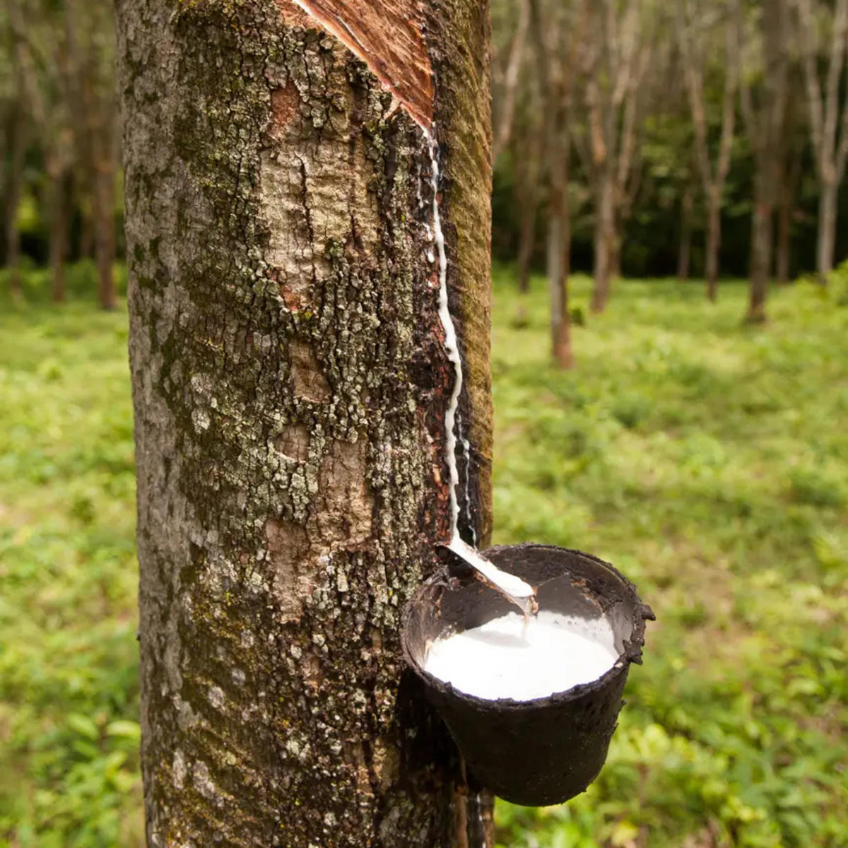 BABYMATRATZE Kokos 70x140 cm – Letti Moderni – 10 cm Höhe, ergonomisch, atmungsaktiv - Weiß, Textil - Letti Moderni