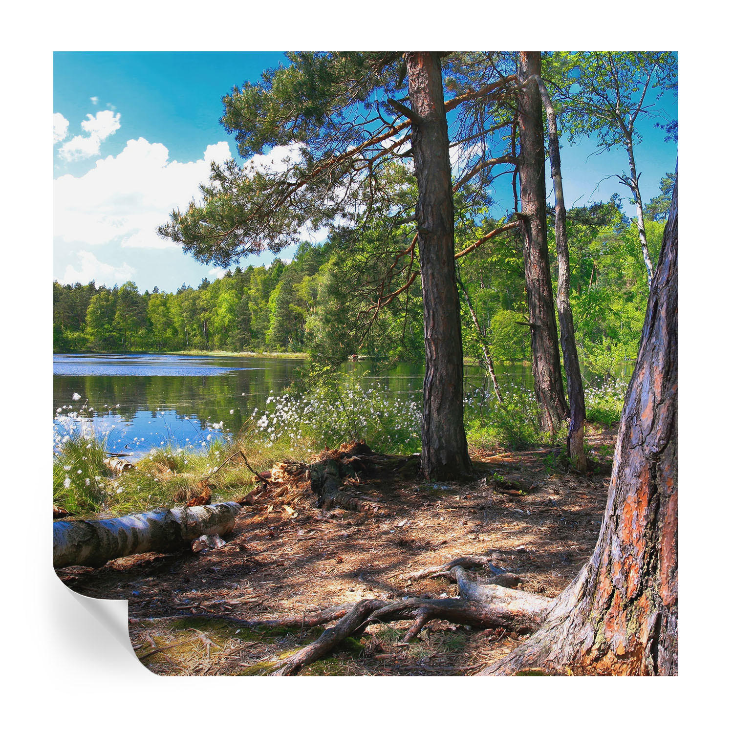 FOTOTAPETE 250x250 cm - Waldlandschaft - Grün, Textil (250/250cm) - Wallfluent