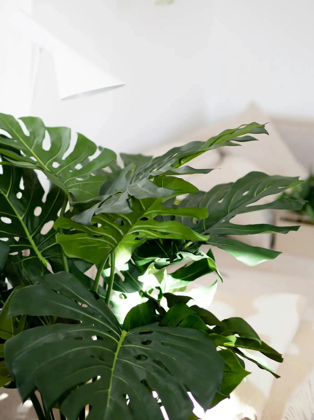 KUNSTPFLANZE Künstliche Monstera - Thilo 98 cm - Grün, Kunststoff (98cm) - aplanta