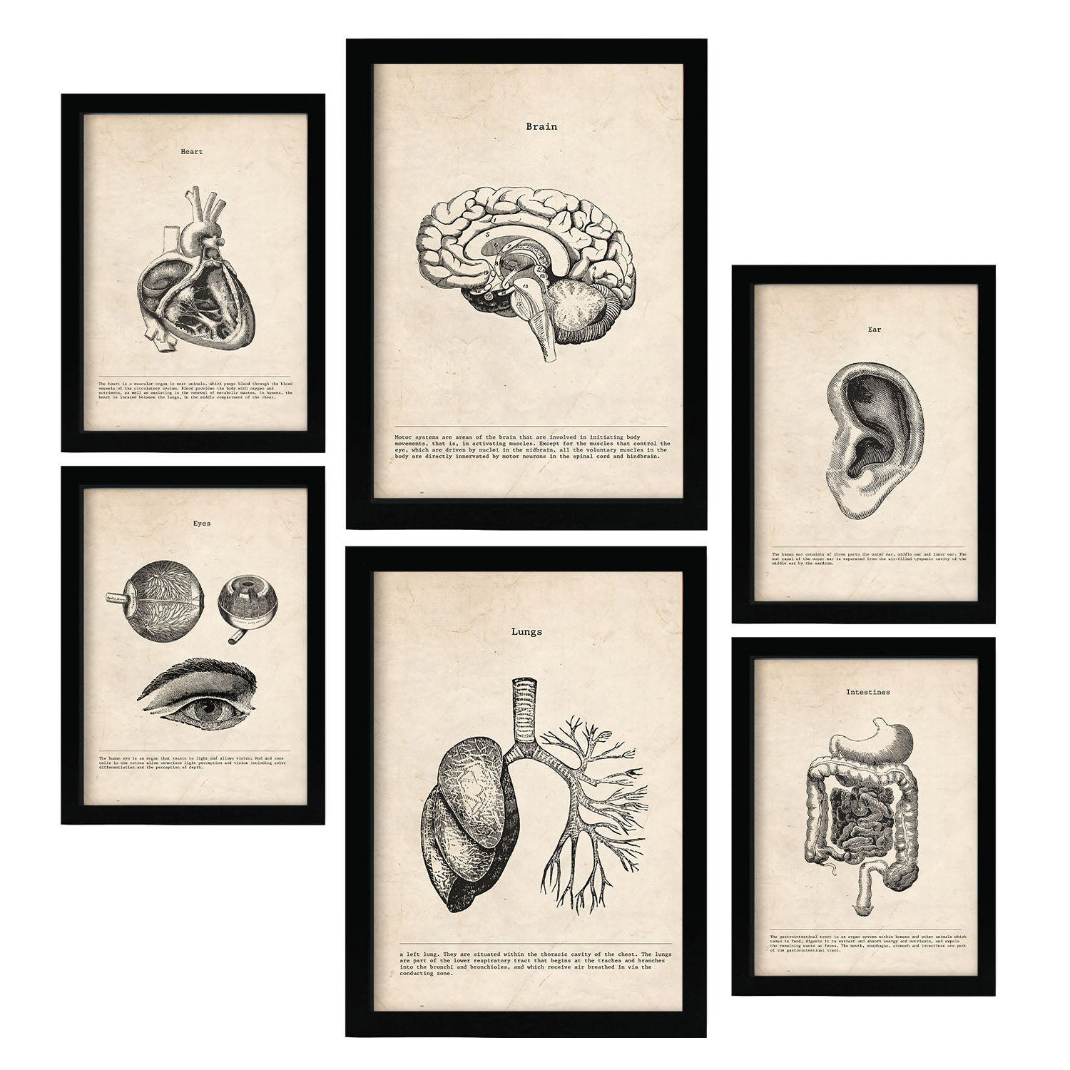 POSTER Set Mit 6 Organe Medizinische Illustrationen Im Vintage Stil Von Anatomie, Körperteilen, Knochen Und Muskeln A3 & A4 Schwarzer Rahmen - Schwarz, Papier (29/3cm) - Nacnic