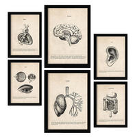POSTER Set Mit 6 Organe Medizinische Illustrationen Im Vintage Stil Von Anatomie, Körperteilen, Knochen Und Muskeln A3 & A4 Schwarzer Rahmen - Schwarz, Papier (29/3cm) - Nacnic