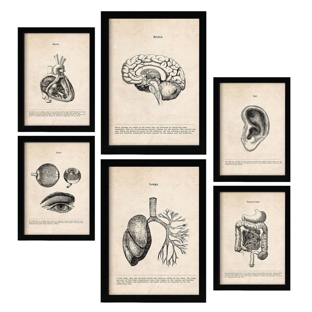 POSTER Set Mit 6 Organe Medizinische Illustrationen Im Vintage Stil Von Anatomie, Körperteilen, Knochen Und Muskeln A3 & A4 Schwarzer Rahmen - Schwarz, Papier (29/3cm) - Nacnic