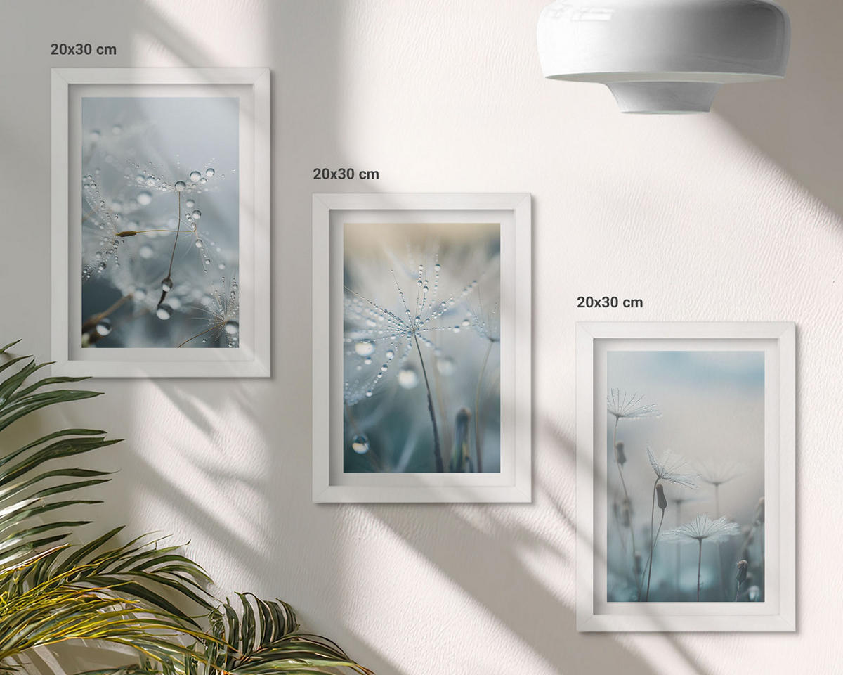 WANDBILDER 3er-Set - 20x30 cm Weißer Rahmen - Tautropfen auf Löwenzahn - Weiß, Kunststoff (20/30cm) - ArtPrintCave