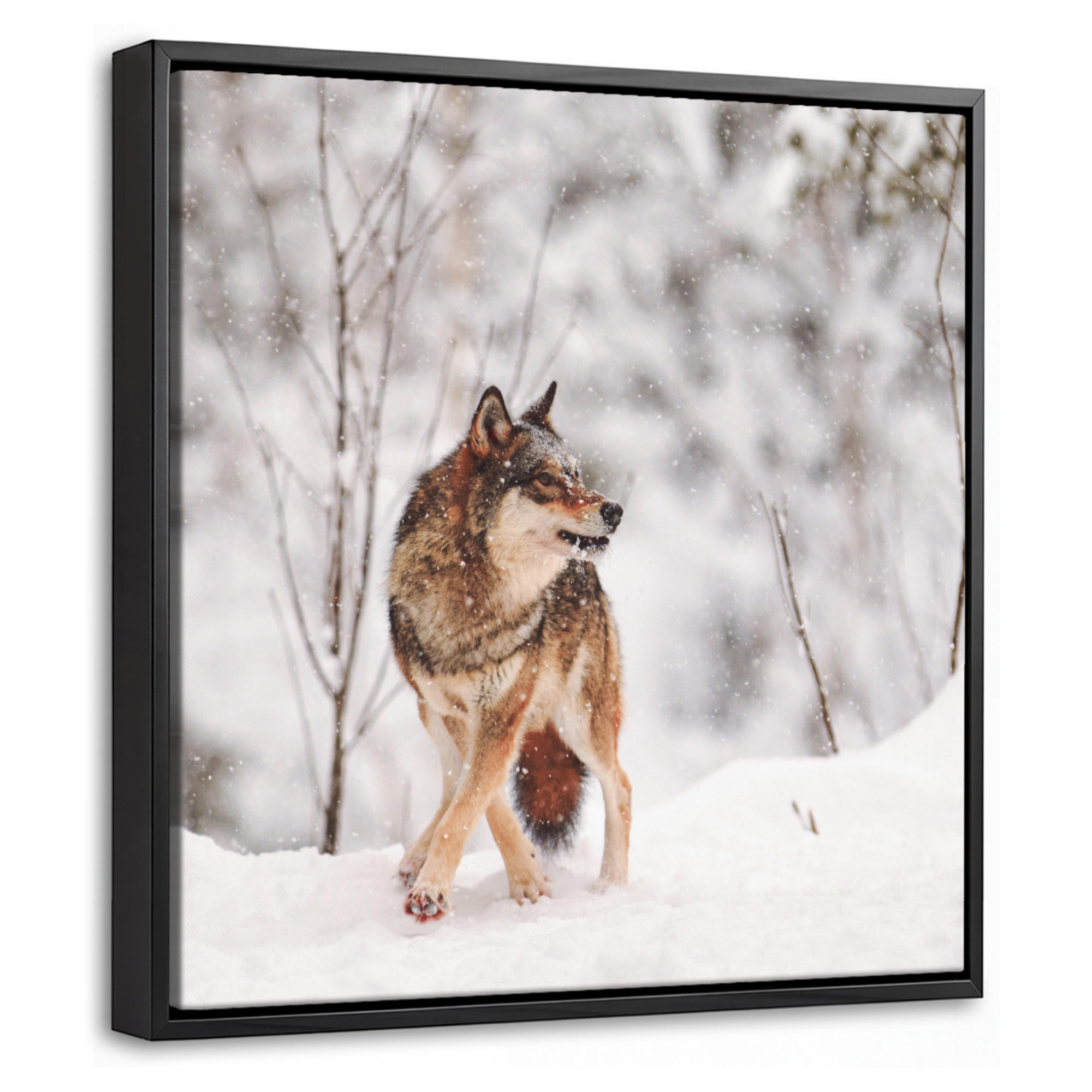 MuchoWow Leinwand Haselnuss 20x20 cm