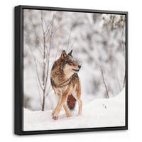 LEINWAND Bilder mit Rahmen - Wolf - Winter - Schnee - Natur - Tiere - 20x20 - Haselnussfarben, Textil (20/20cm) - MuchoWow