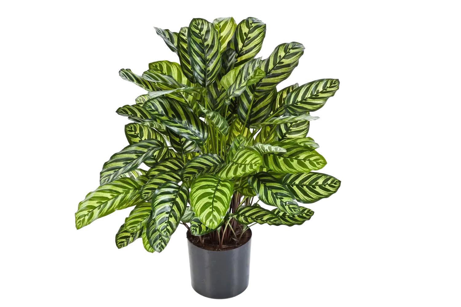 KÜNSTLICHE Calathea - Emil 80 cm - Grün, Kunststoff (80cm) - aplanta