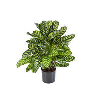 KÜNSTLICHE Calathea - Emil 80 cm - Grün, Kunststoff (80cm) - aplanta
