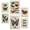 POSTER Set Mit 6 Schmetterling Größe A3 & A4 Weißer Rahmen - Weiß, Papier (29.7/1cm) - Nacnic