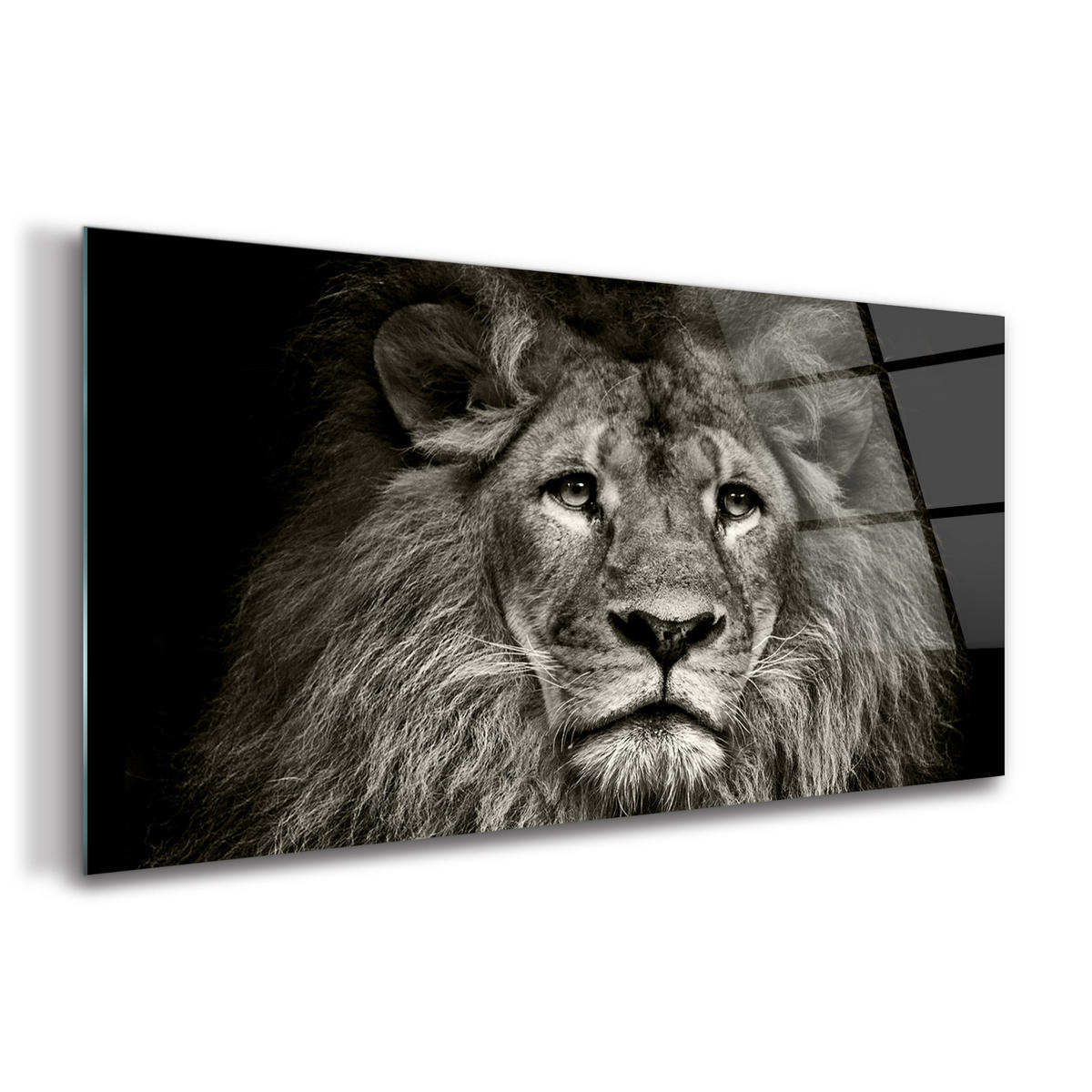 GLASBILD 120x60 cm Löwe Tier - Anthrazit, Glas (120/60cm) - TULUP