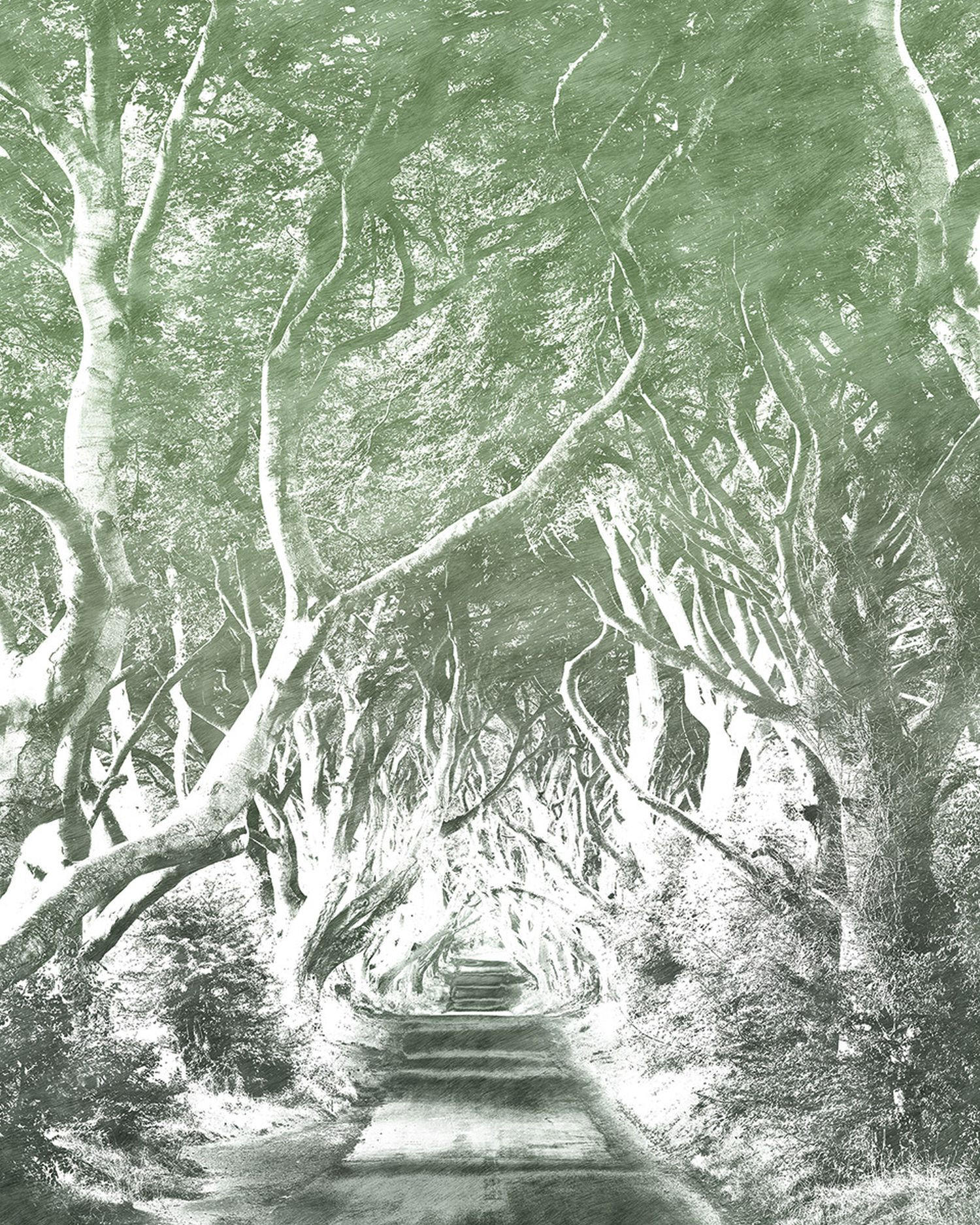 FOTOTAPETE Wald 200 x 250 cm - Grün, Papier (200/250cm) - Sanders & Sanders