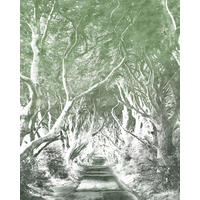 FOTOTAPETE Wald 200 x 250 cm - Grün, Papier (200/250cm) - Sanders & Sanders