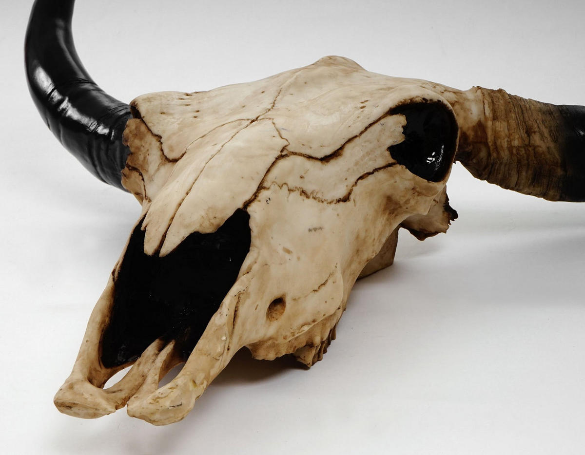 DEKO SCHÄDEL STIER Beige, Schwarz - Beige/Schwarz, Stein (42/45/15cm) - MCW