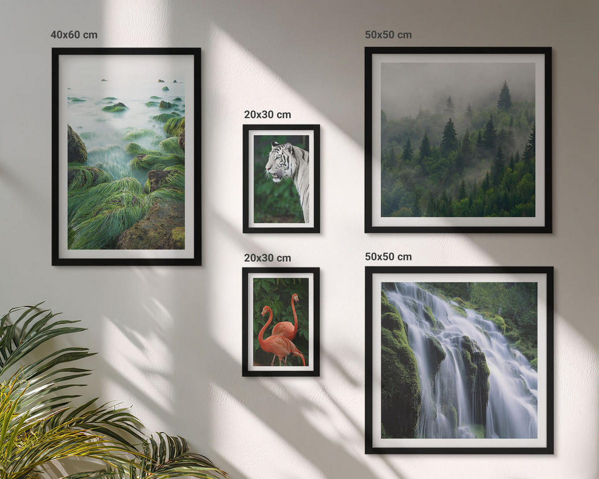 BILDER SET 5er Set - 50x50 cm & 20x30 cm & 40x60 cm Schwarzer Rahmen - Tiger Wasserfall Flamingos Natur - Schwarz, Kunststoff (40/60cm) - TULUP