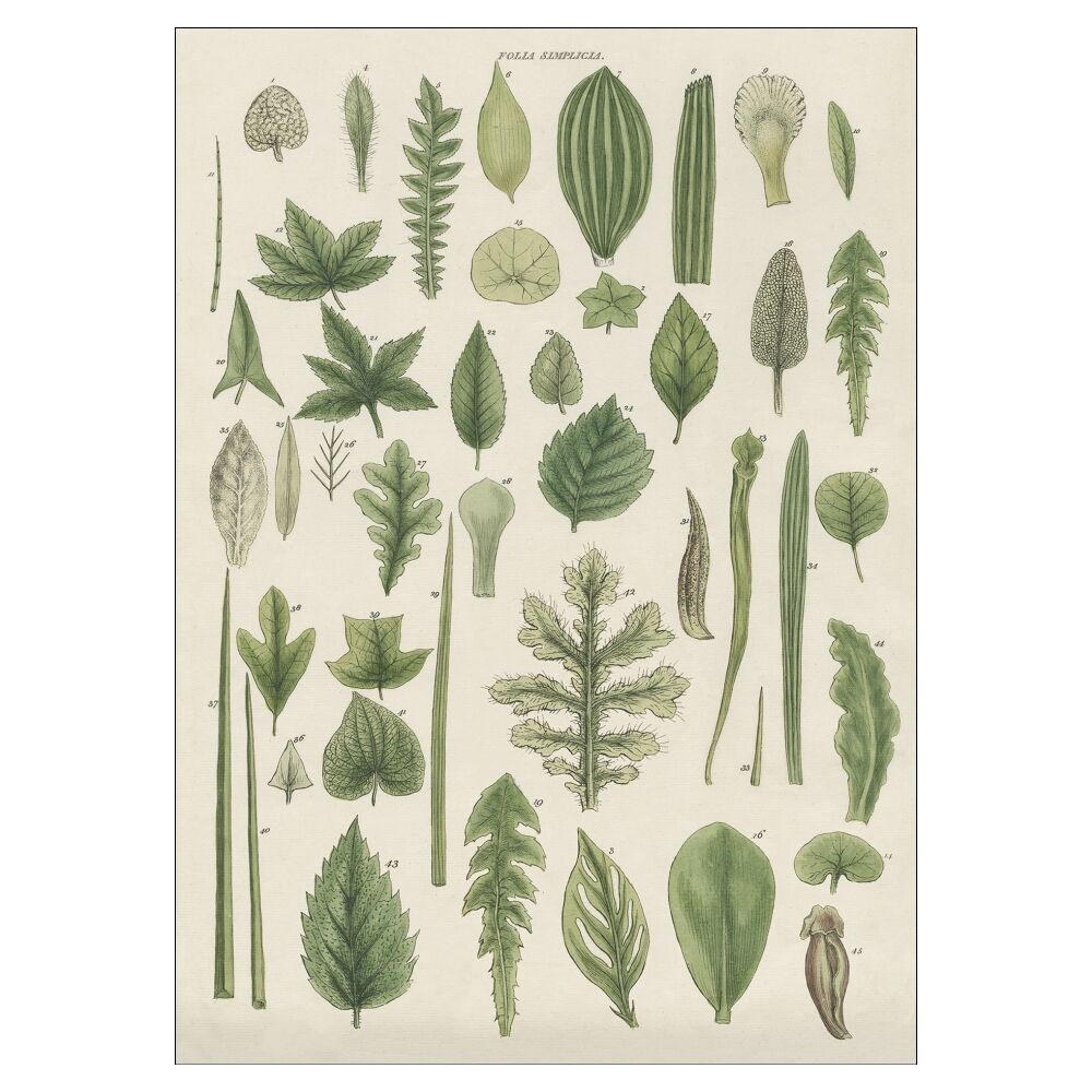 POSTER Wild Apple - Assortment of Leaves II - Grün, Papier (50/70/0.1cm) - Poster&Frame