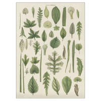 POSTER Wild Apple - Assortment of Leaves II - Grün, Papier (50/70/0.1cm) - Poster&Frame