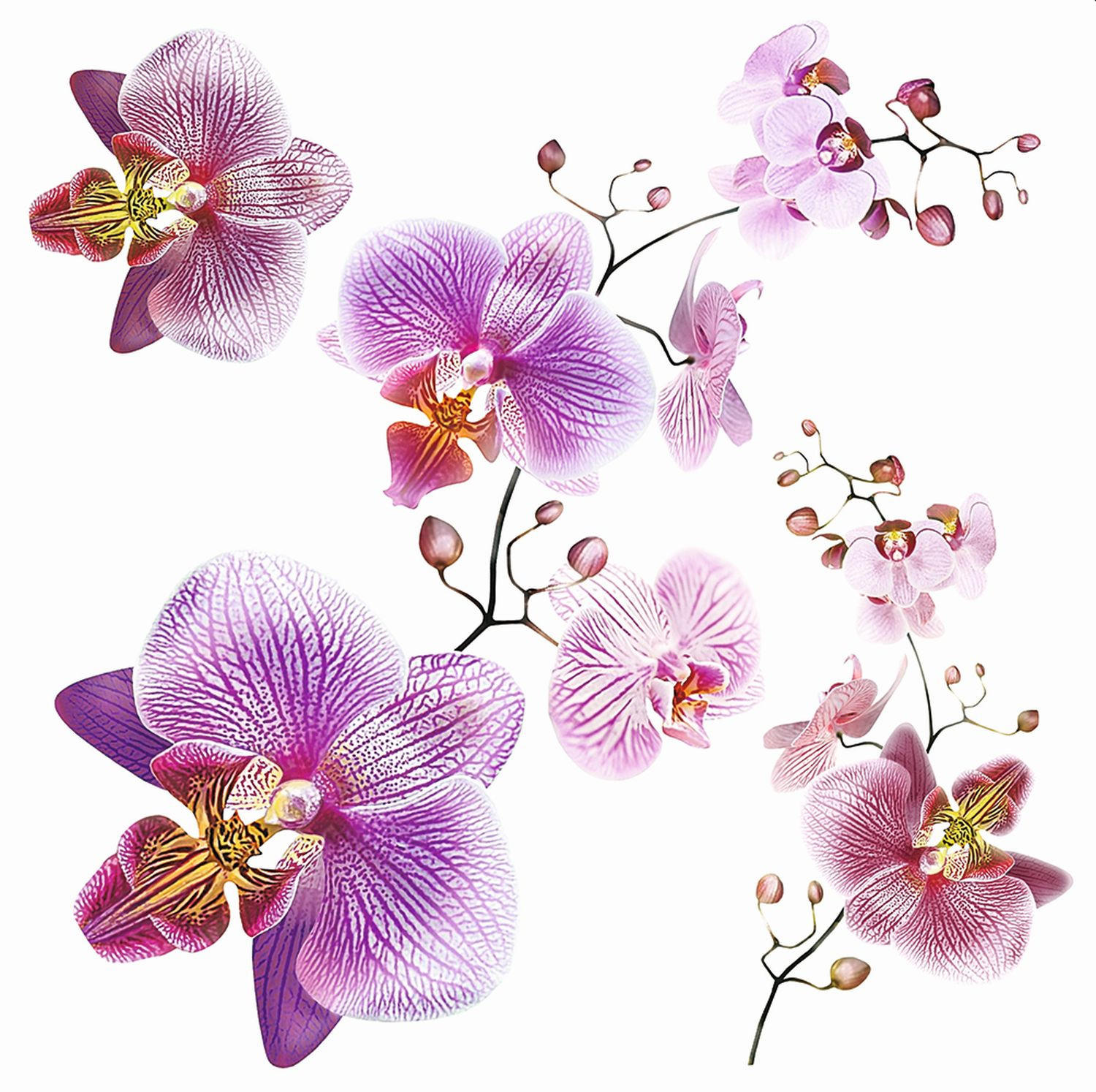 WANDTATTOO Blumen 30 x 30 cm - Pink, Papier (30/30/30cm) - Sanders & Sanders