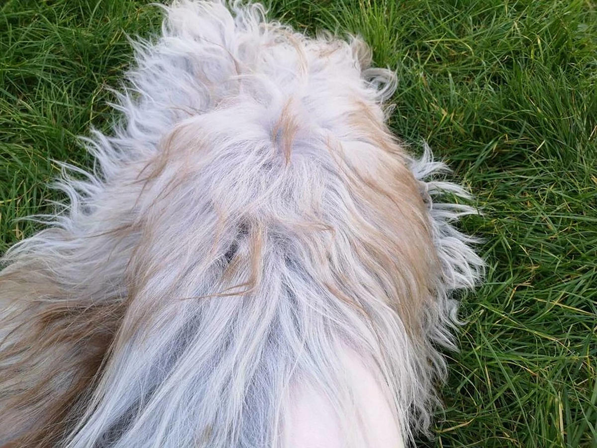 LAMMFELL Island hellgrau-braun lange weiche Wolle ca. 105 cm - Hellbraun/Hellgrau, Fell (55/105cm) - Provellus